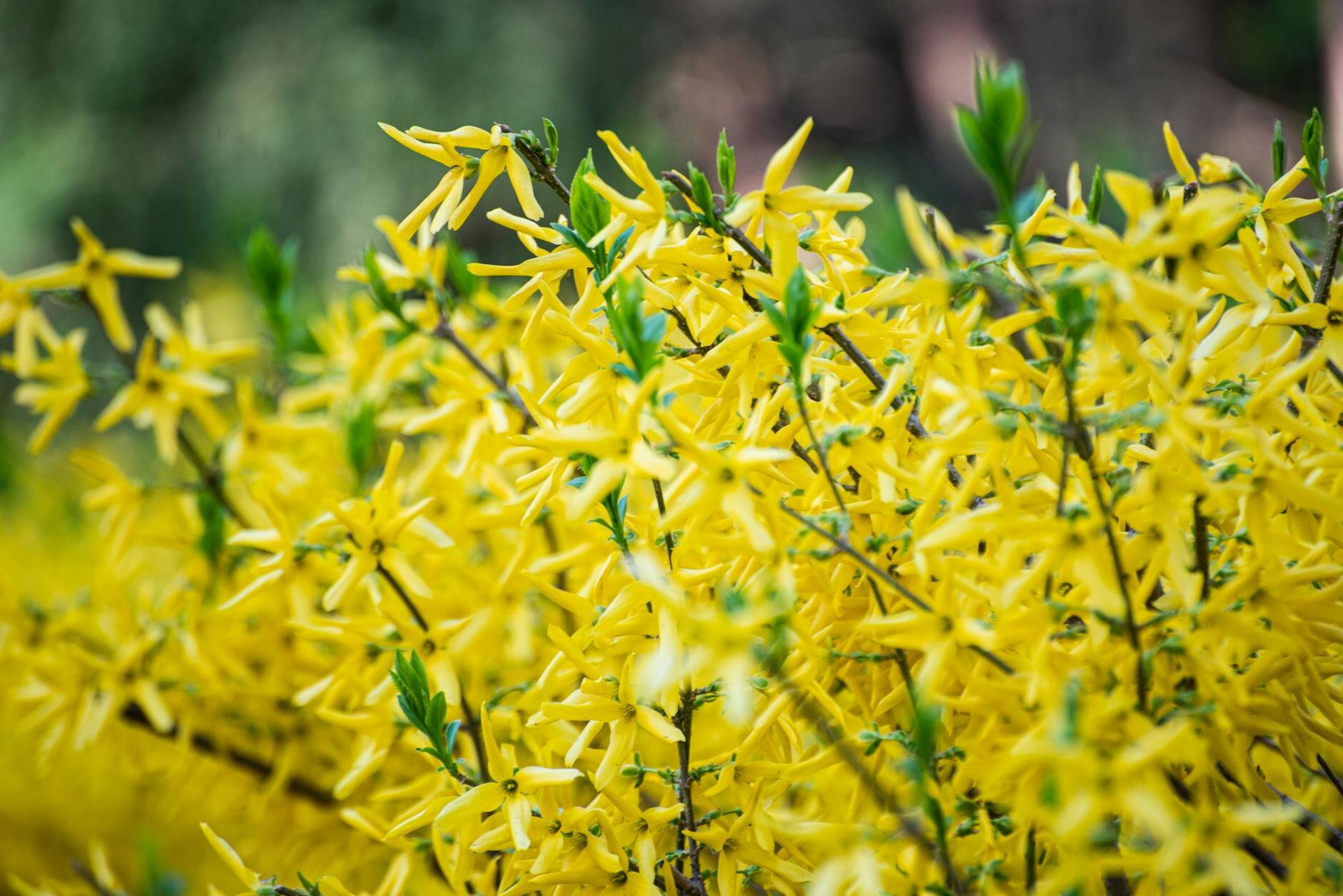 Penny's Pink Hellebore