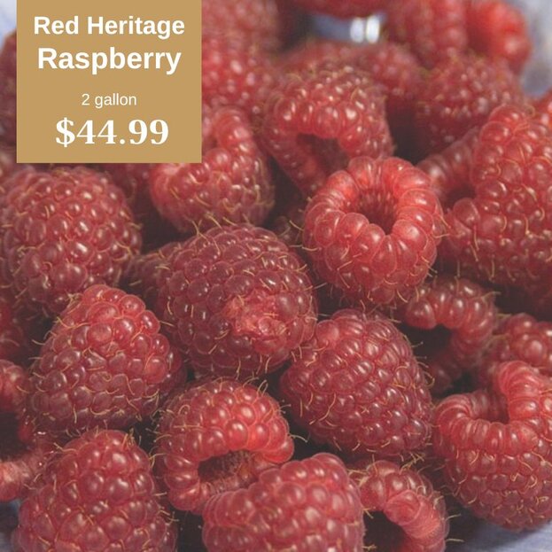 Red Heritage Raspberry 2 gallon $44.99