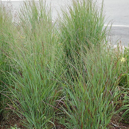 Shenandoah Switch Grass