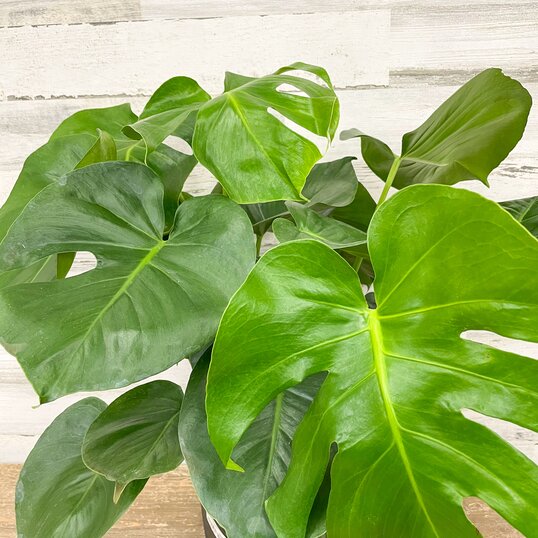 Close up of the white flowers of a peace lily