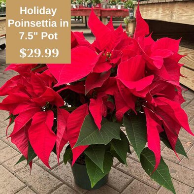 Holiday-Poinsettia 7.5-inch pot 