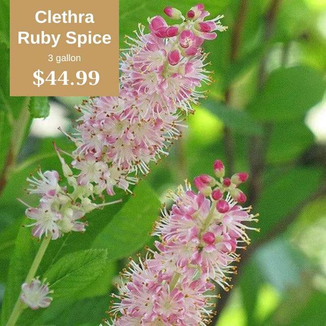 Clethra Ruby Spice plant 3 gallon pot $44.99
