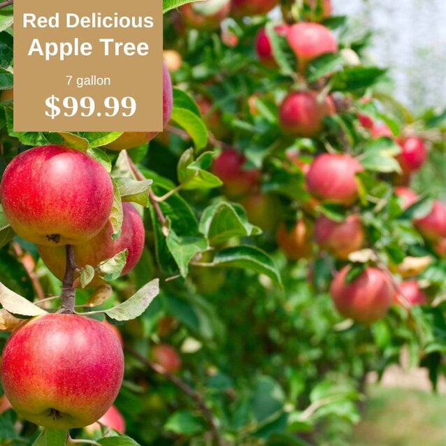 red delicious apple tree 7 gallon pot $99.99