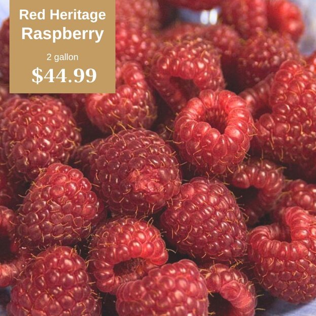 Red Heritage Raspberry 2 gallon $44.99