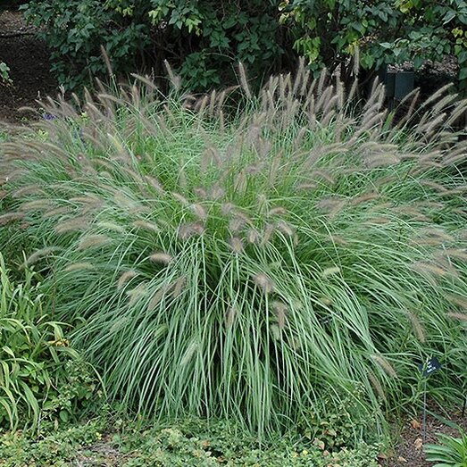 Ornamental grasses in a landscape