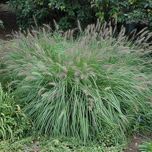 Ornamental grasses in a landscape