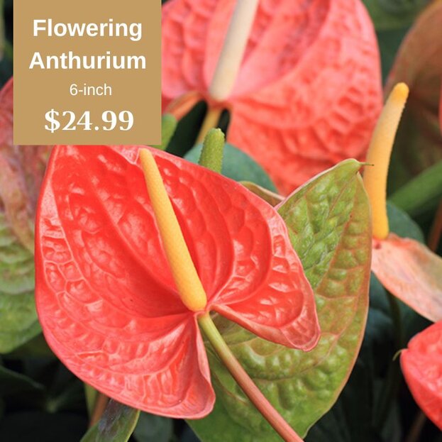 Flowering Anthurium 6-inch Pot $24.99 