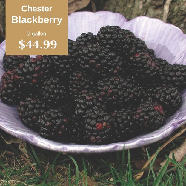 Chester Blackberry 2 gallon $44.99