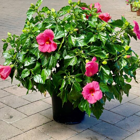Tropical Plants include the premium hibiscus plant in pink