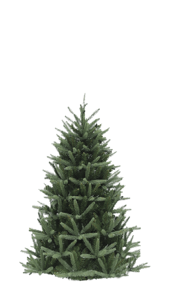 Christmas Tree 6-7 feet tall