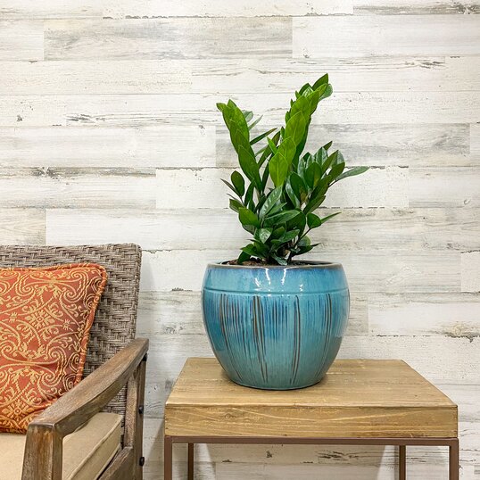 Teal colored ceramic pot planted with a ZZ houseplant on a side table