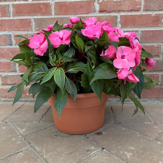 Annuals including a Pink New Guinea impatiens in a pot