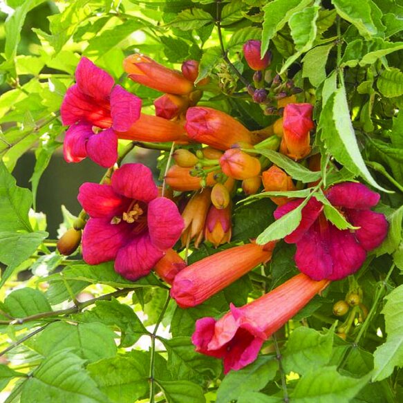 Balboa Sunset Trumpet Vine