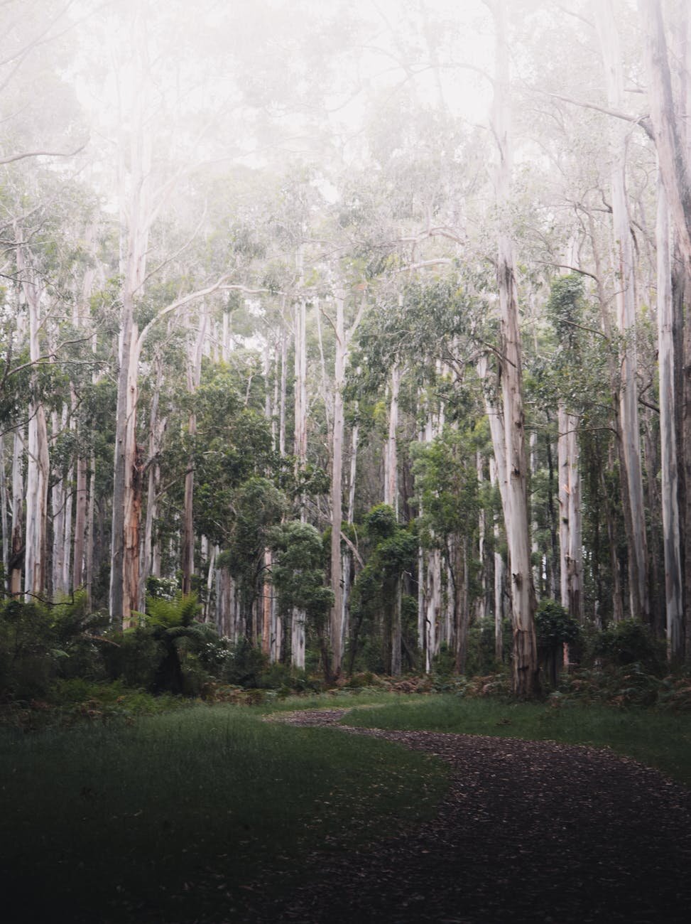 An image of towering gumtrees pictured in the Dandenong Ranges, with a winding walking path, demonstrating the magnificence of nature