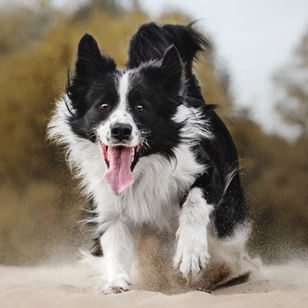 Border Collie