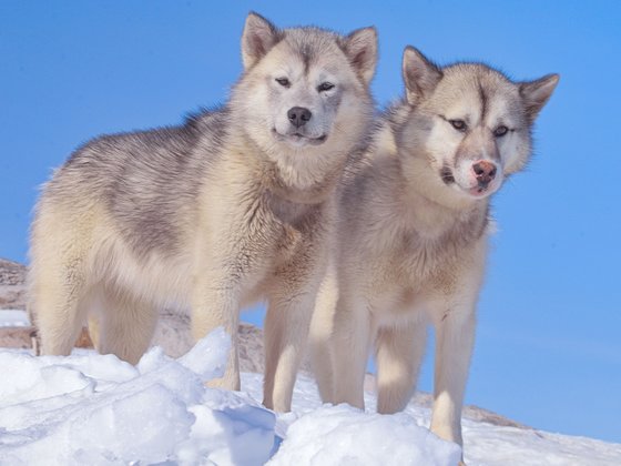 Cute Greenland Dog