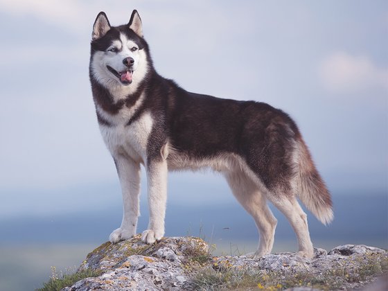 Handsome Siberian Husky