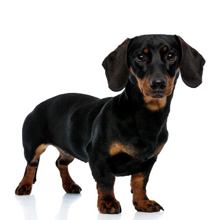 Dachshund