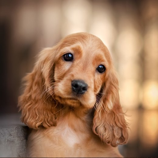 Cocker Spaniel Puppy