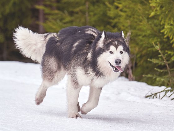 Cute Malamute