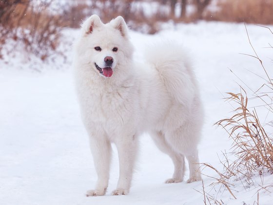 Cute Samoyed