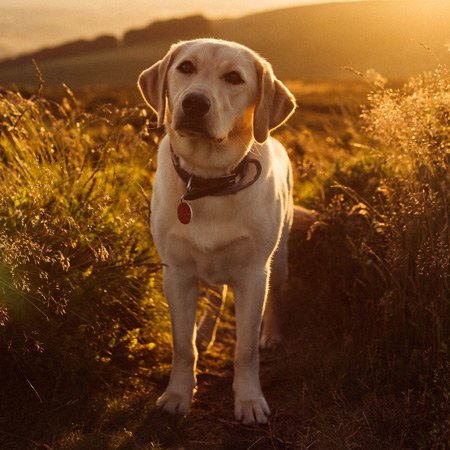 Labrador Retriever 