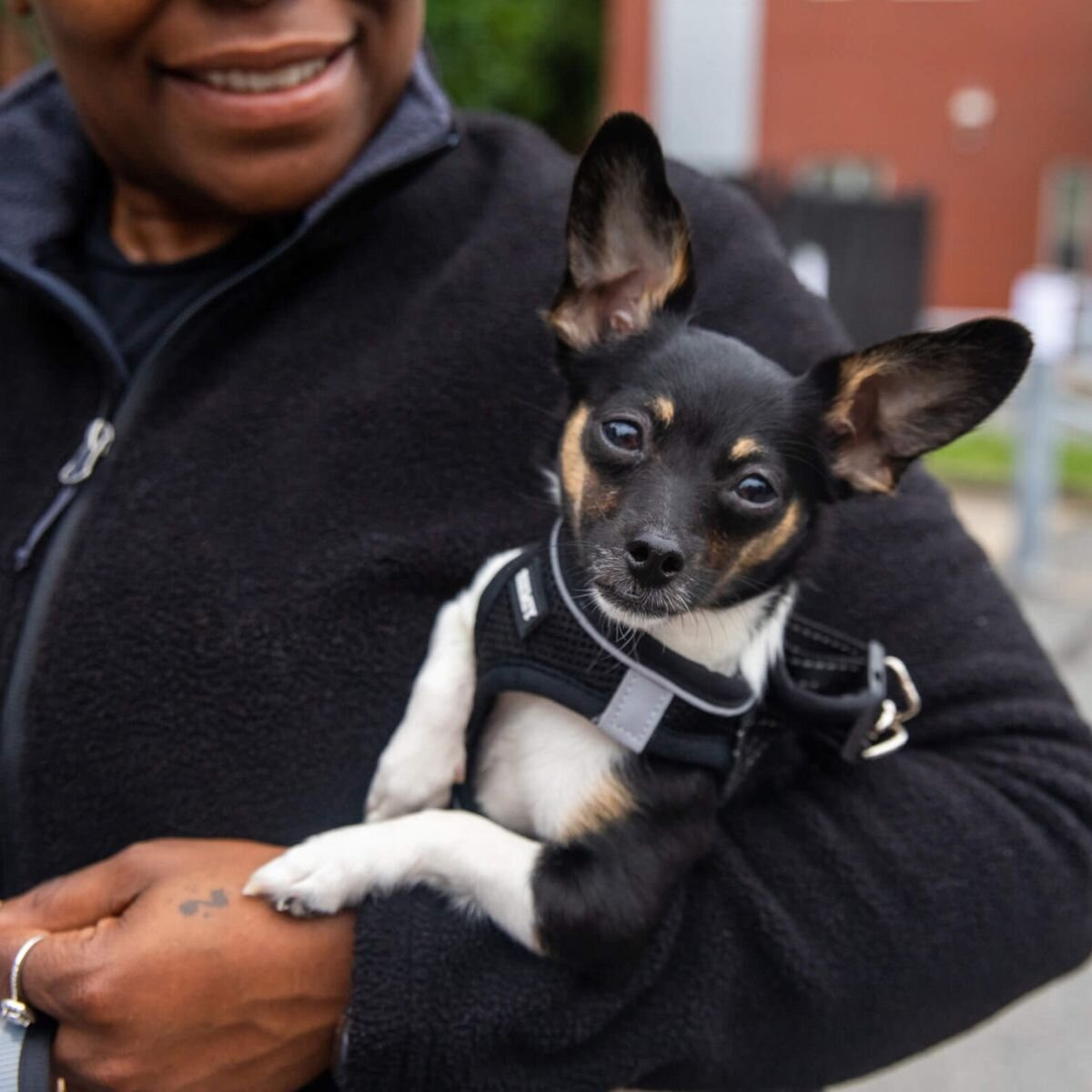 Animal Rescue League of Boston Logo