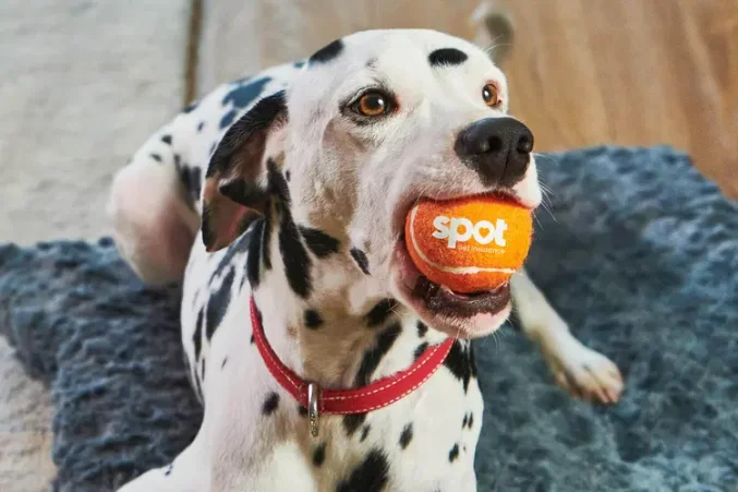 Dalmatian holding orange tennis ball with Spot logo in his mouth