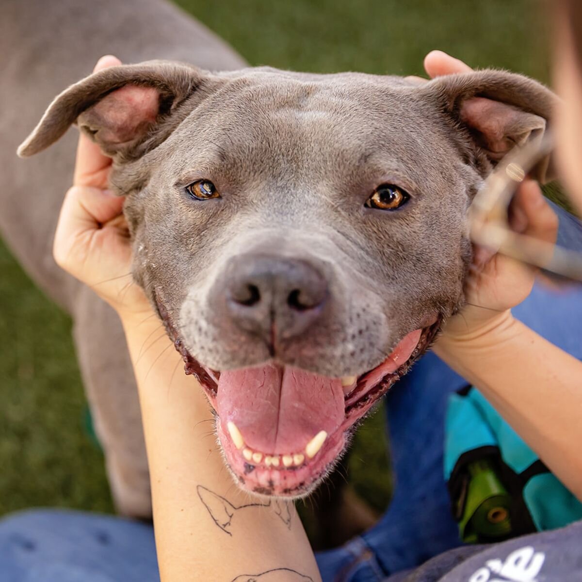 The Animal Foundation Logo