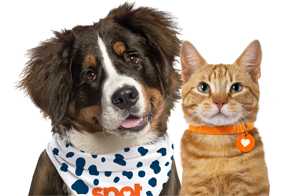 Photo of a golden retriever and gray cat over a blue background