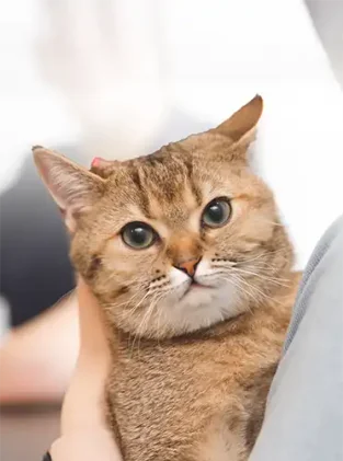 Photo of a brown cat