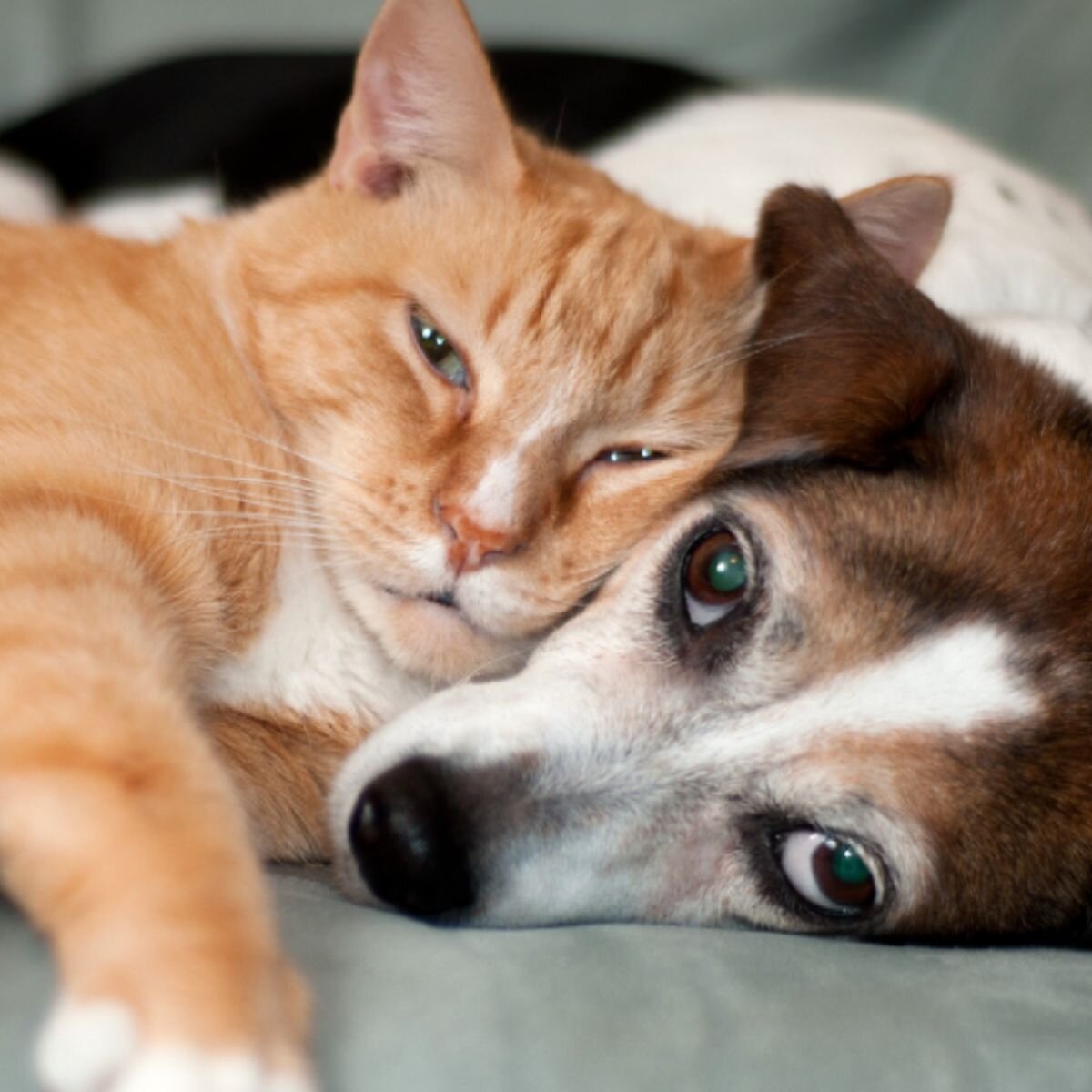 HALO Animal Rescue Logo