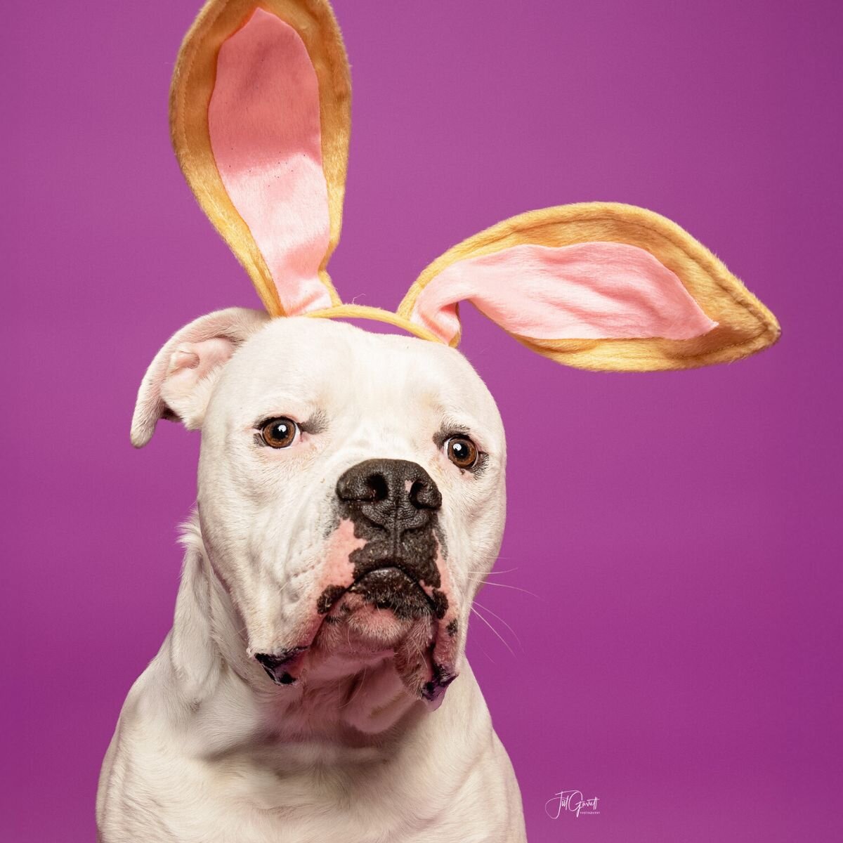 PAWS Shelter of Central Texas Logo