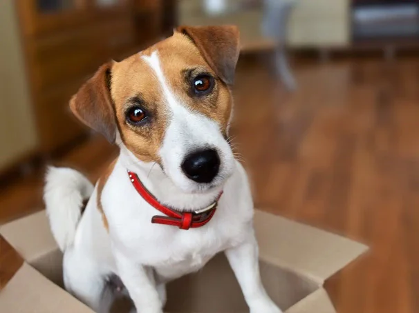 A jack russell terrier looking at the camera
