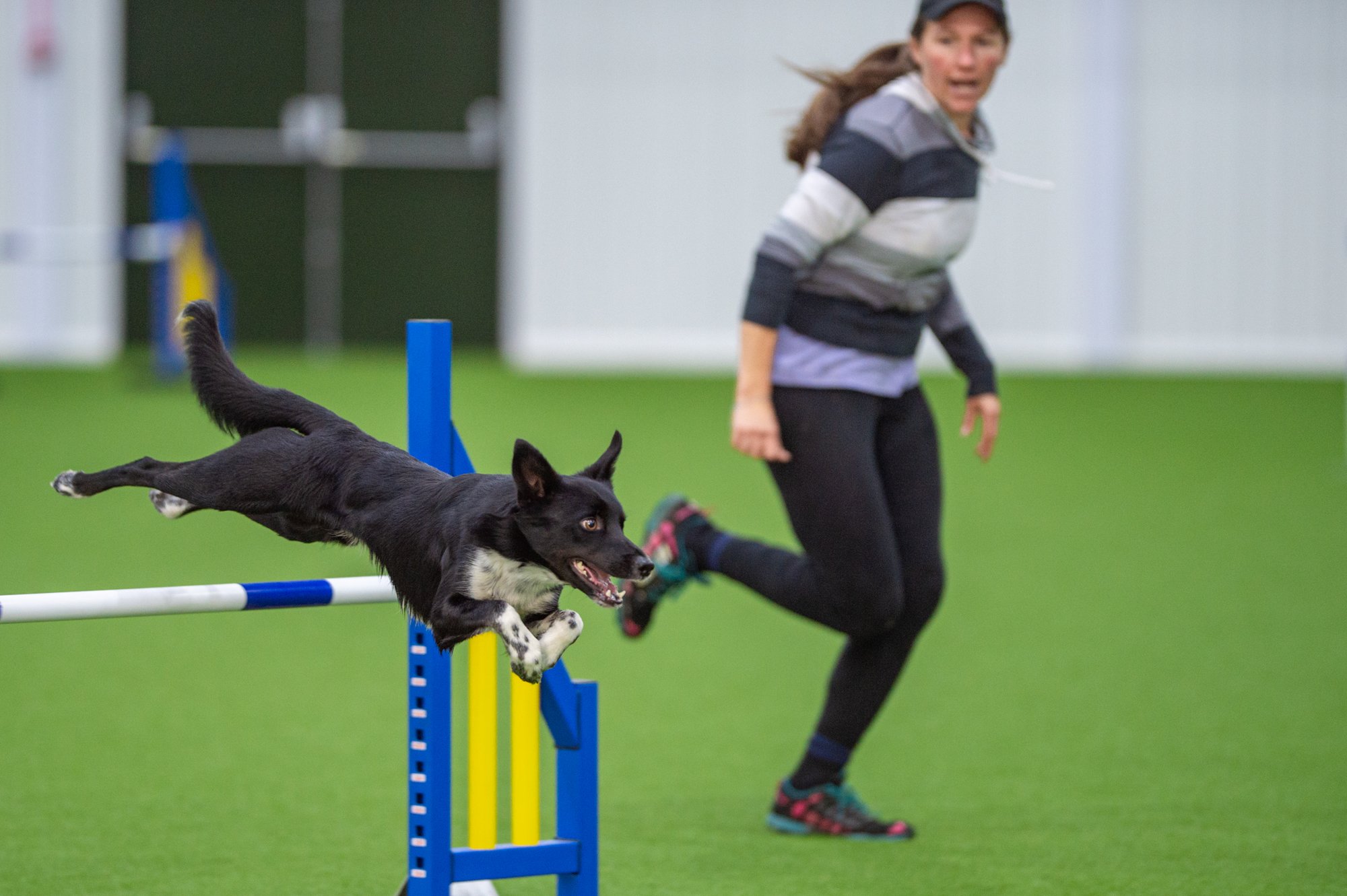 A Dog jumps over an obstacle with the help of Bonny Quick who is a Different Dog Ambassador