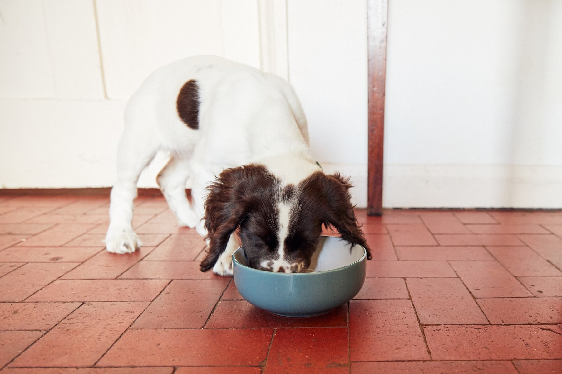 A puppy eating from their bowl