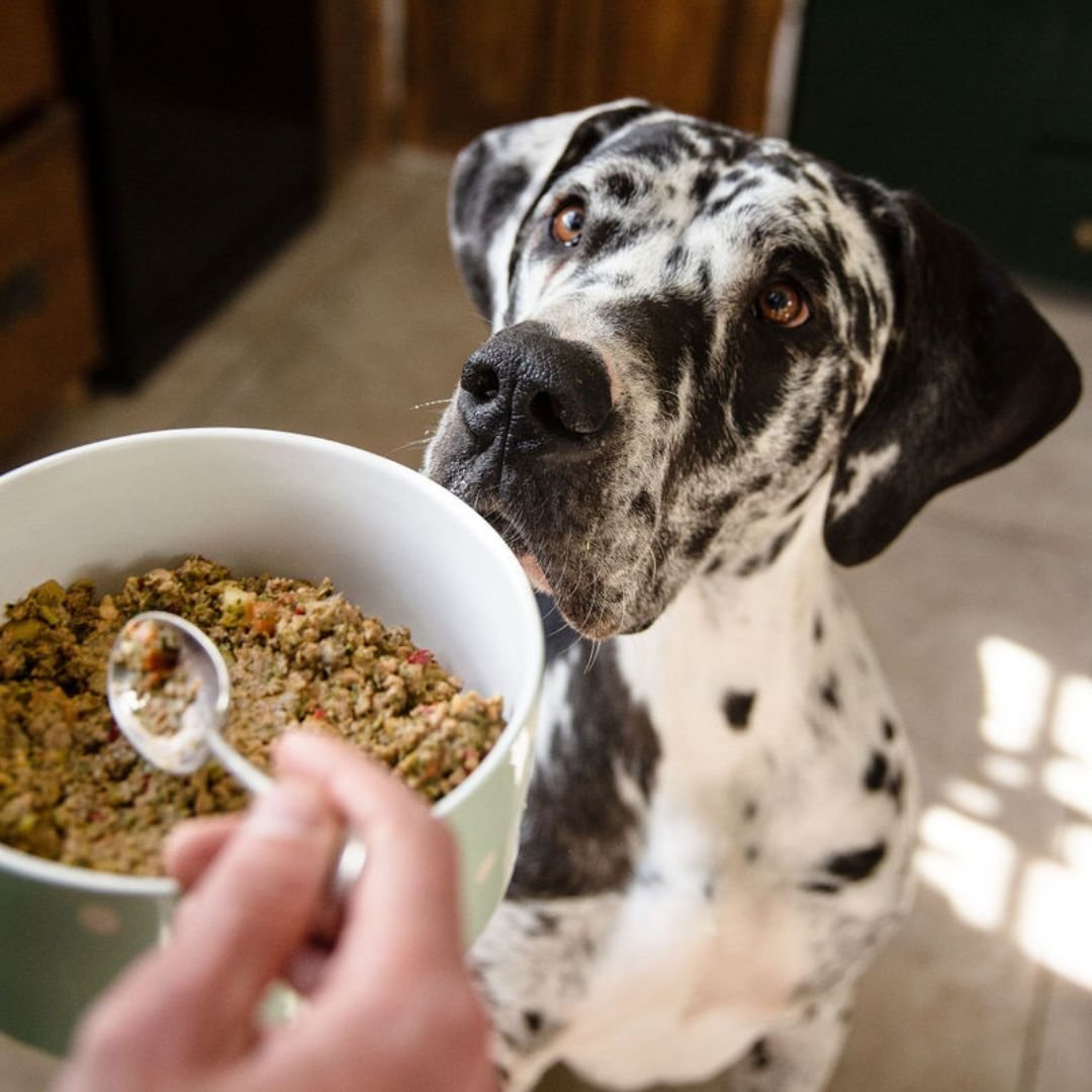 A Great Dane patiently waiting for a bowl of freshly cooked Different Dog food