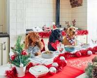 What Can I Feed my Dog for Christmas Dinner 