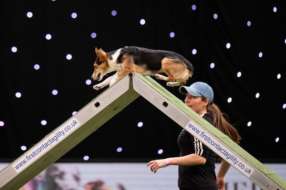A dog performing a large jump at the kennel club competition 