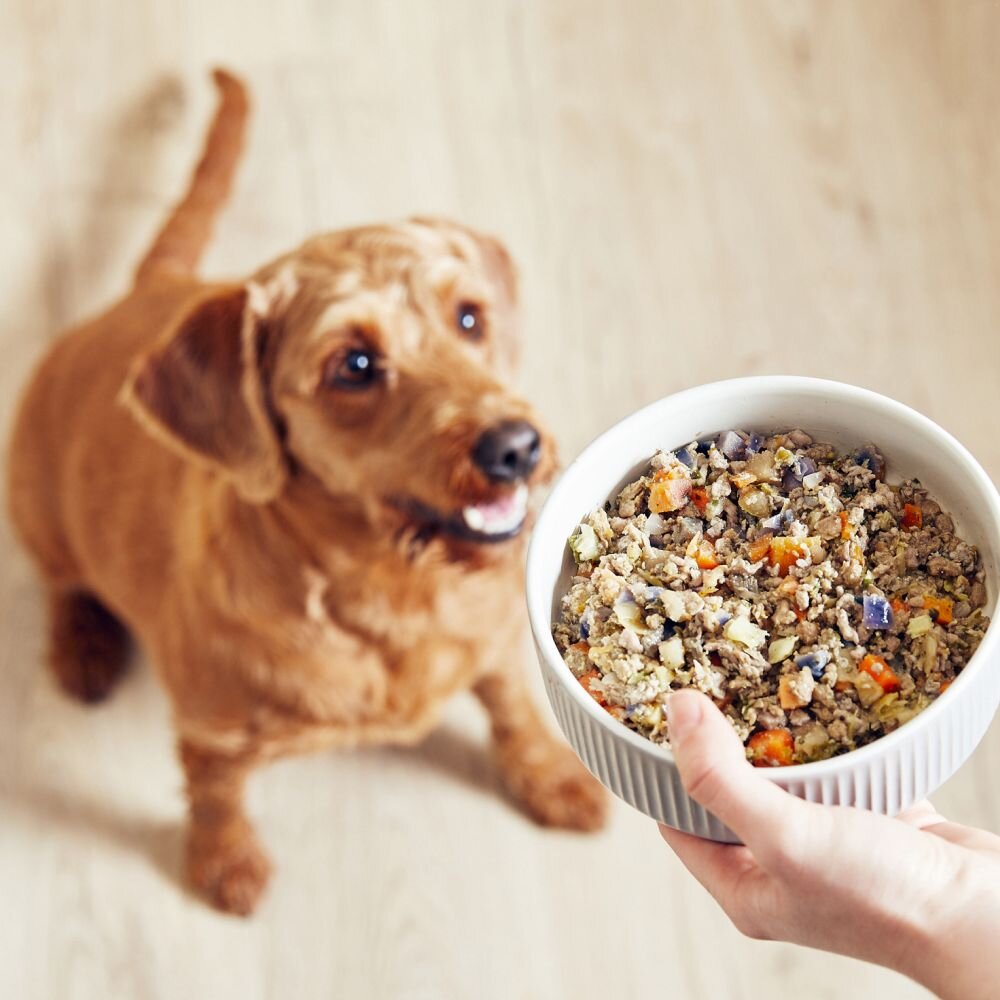Dog Travel Guide 2025