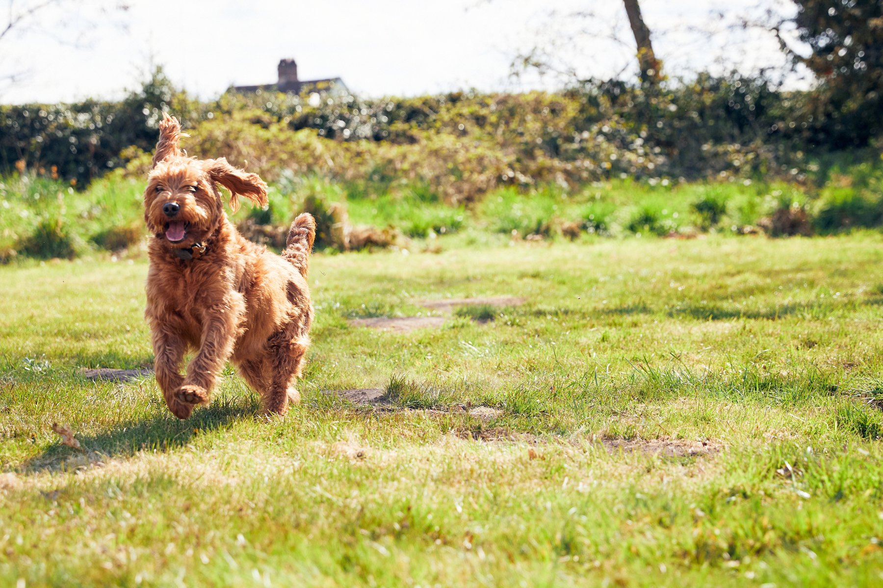 A dog happily running around the field 