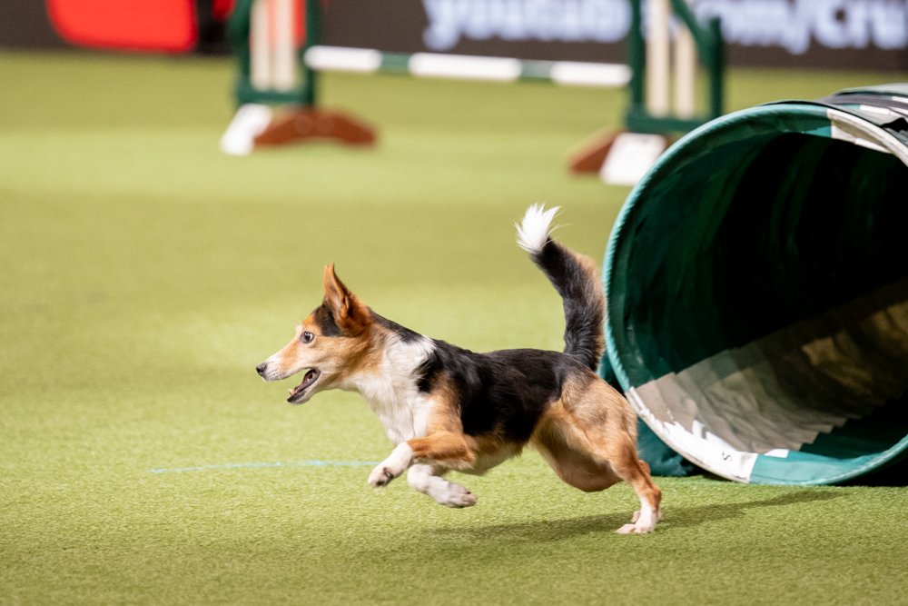 A Dog coming out of an obstacle during an agility competition