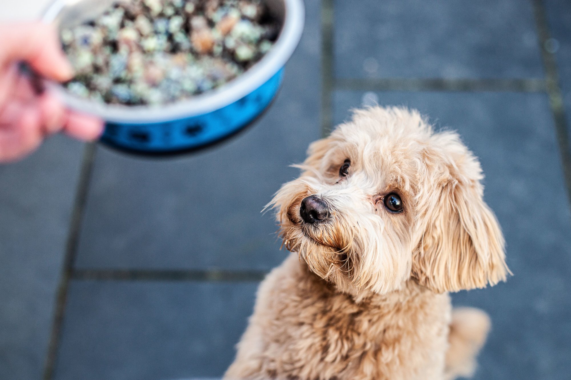 A Dog looks up at their owner waiting to be fed