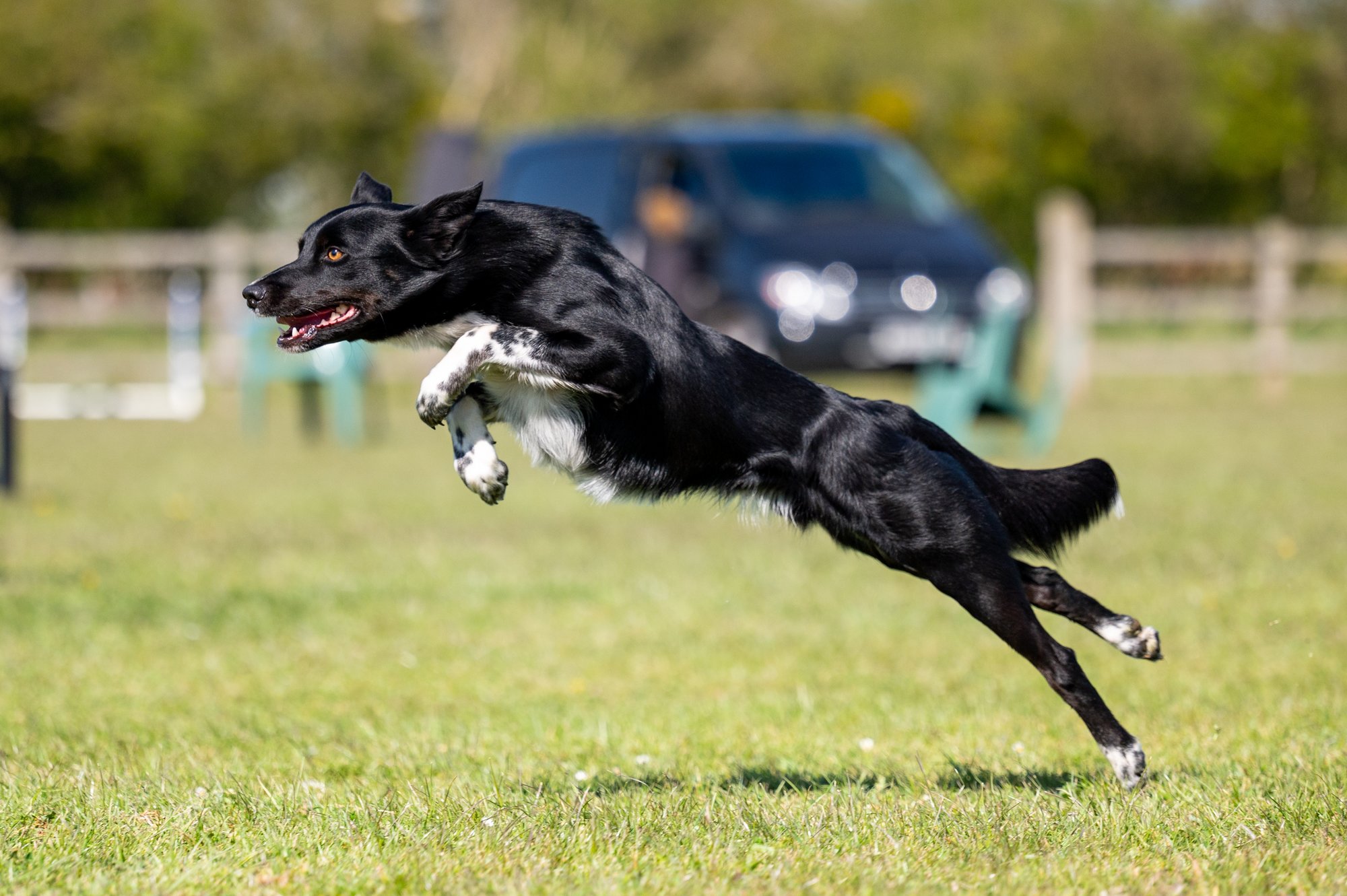A Dog jumping up in the air, during an agility competition