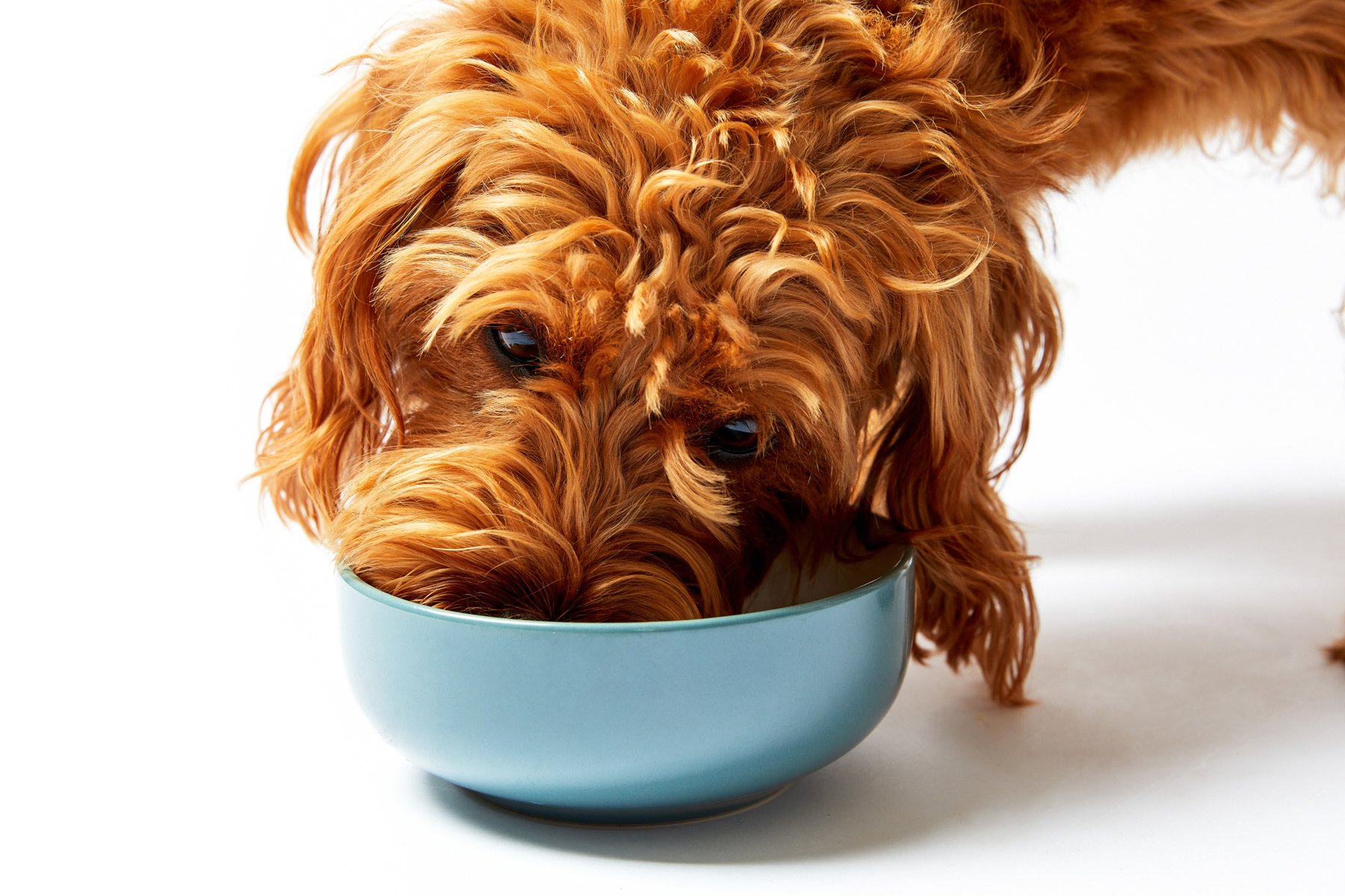 Peggy eating from a blue bowl