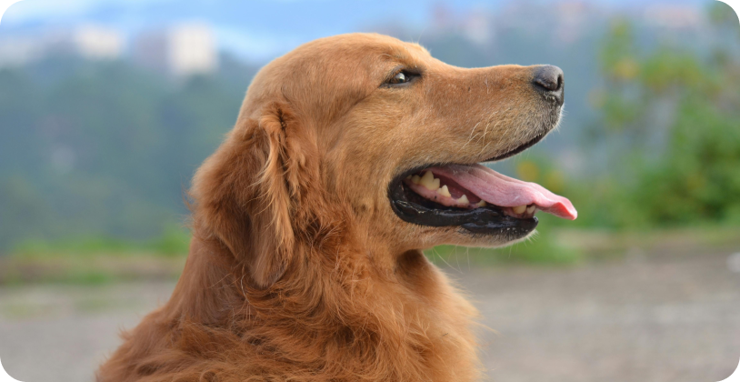 Golden Retriever breed guide