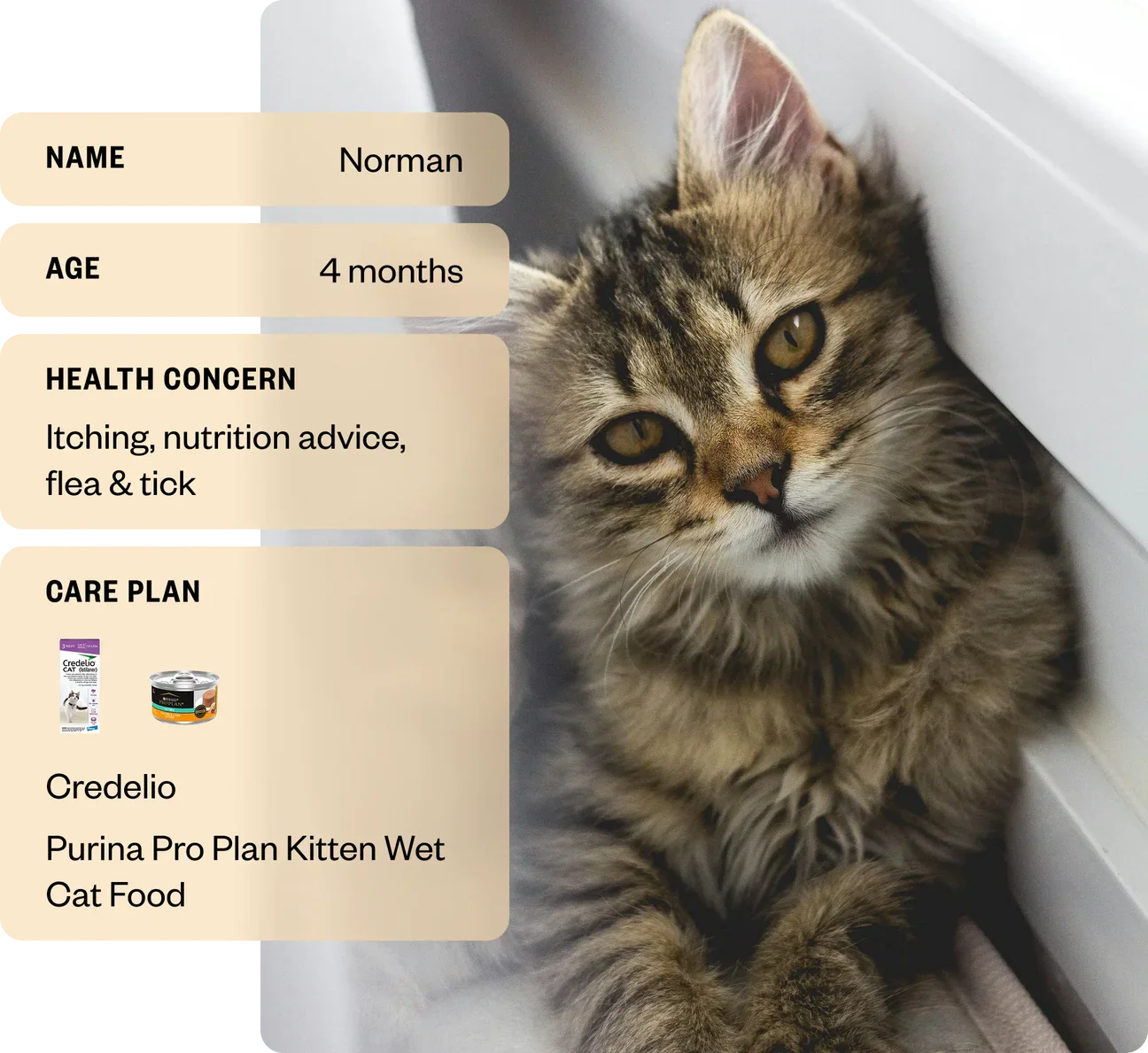 Dutch Pet, Inc.