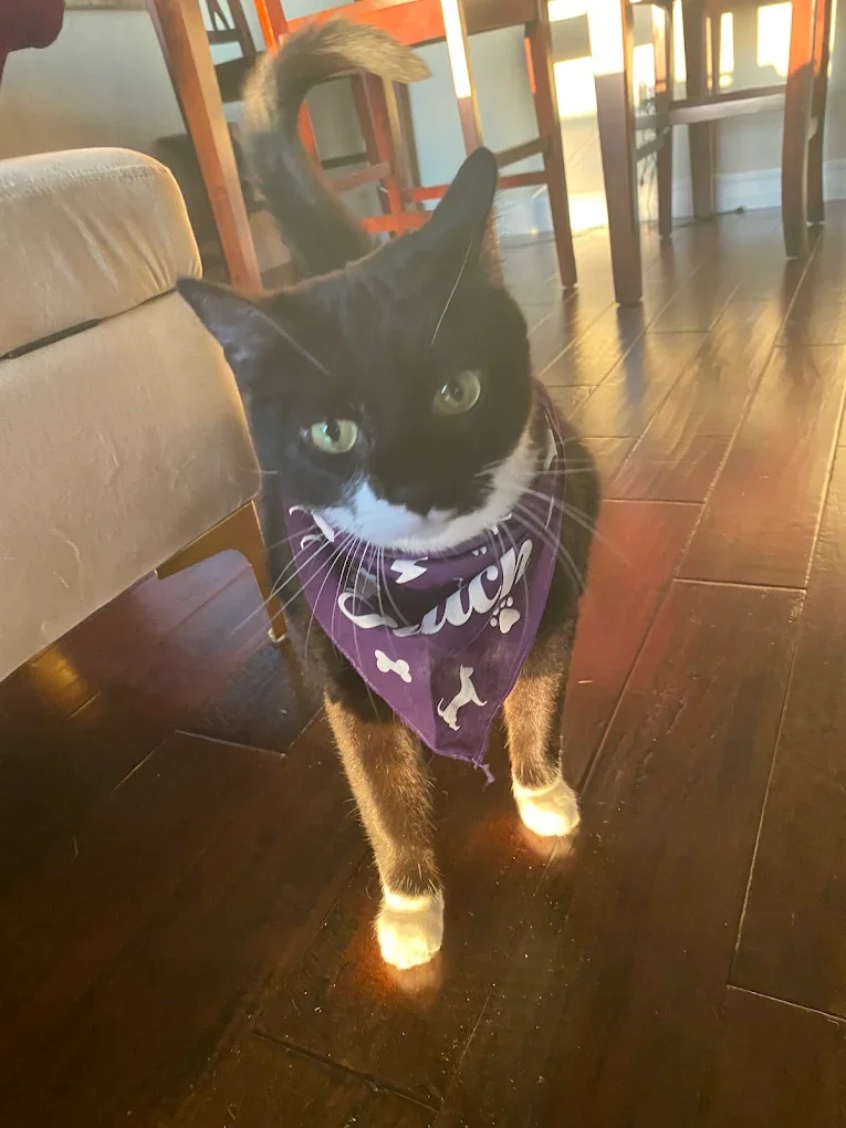 Black-and-white tuxedo cat with green eyes wearing a purple Dutch-branded bandana, standing on a dark hardwood floor