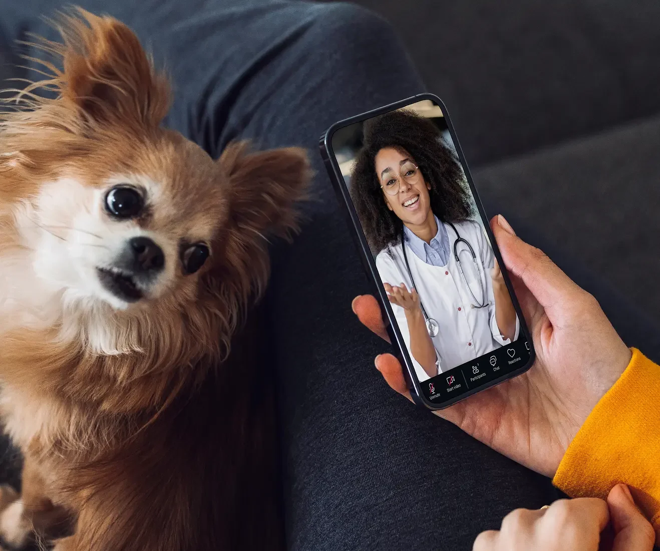Video chat with a licensed vet today