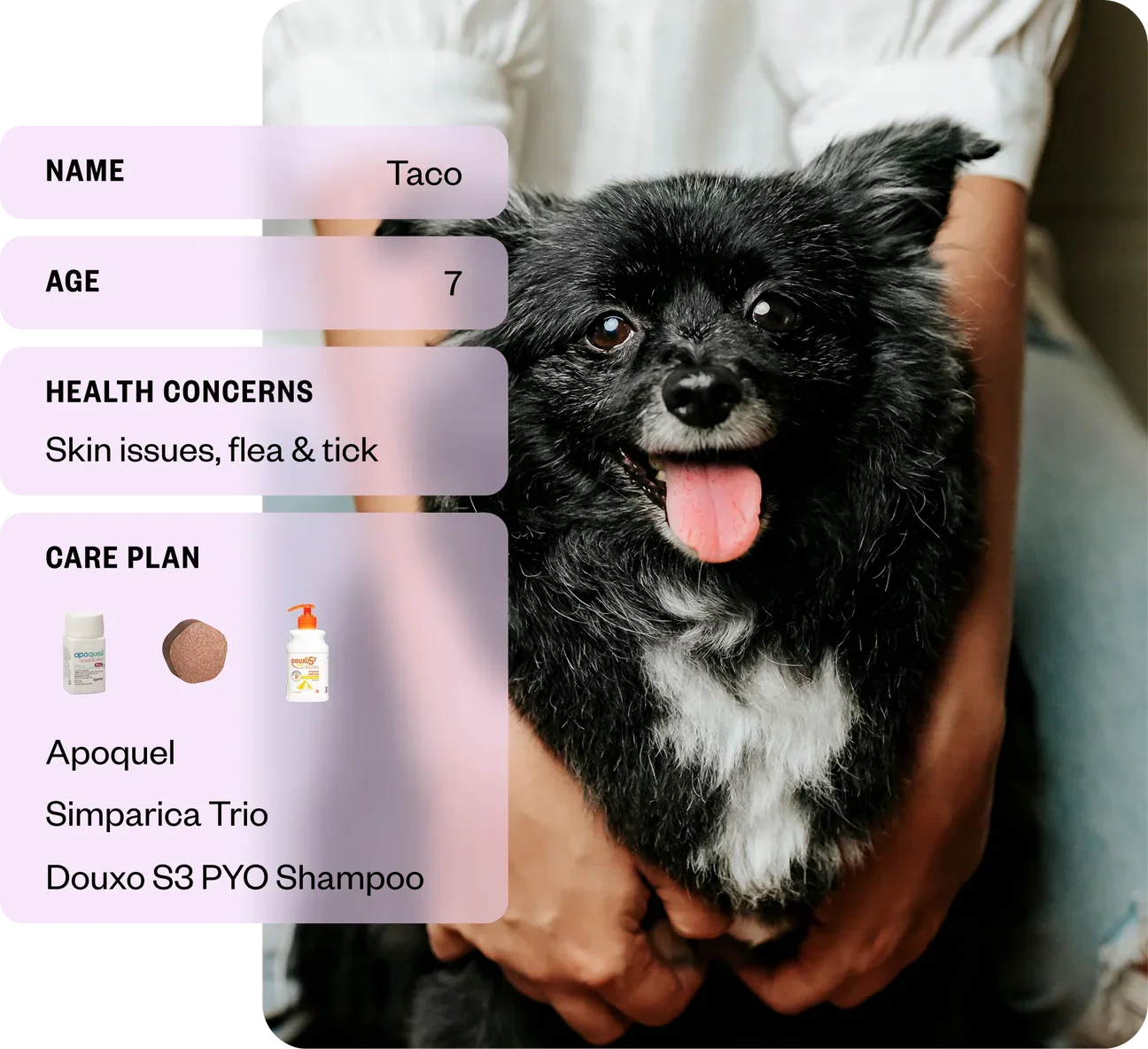 Dutch Pet, Inc.